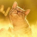 Foto del perfil de Neko