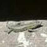 Foto del perfil de inesZ