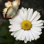 Foto del perfil de Margarita María