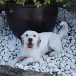 Foto del perfil de Pilar