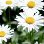 Foto del perfil de Claudia