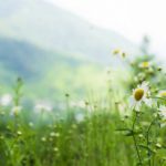 Foto del perfil de Celia